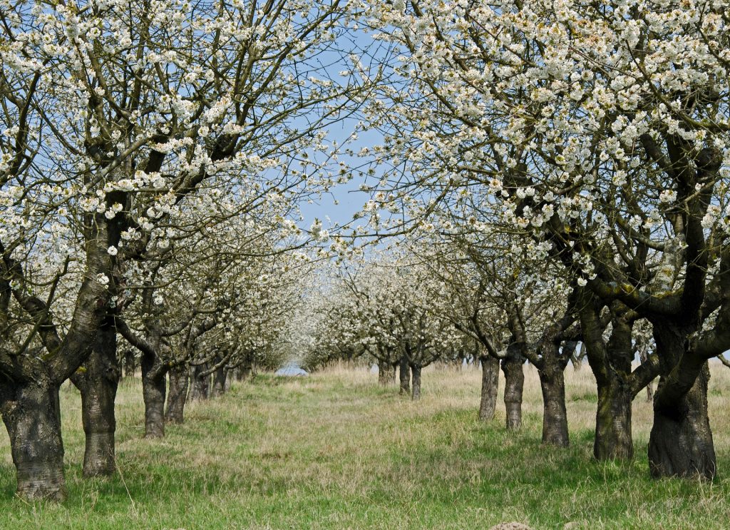 Flera körsbärsträd i blom